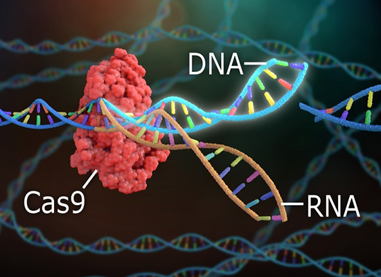 CRISPR/Cas9 genome editing