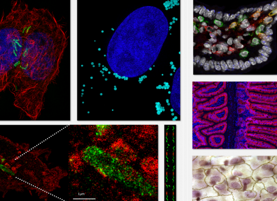 C.C.I - Center for Cell Imaging