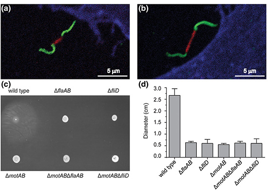 Bacterial infection assays